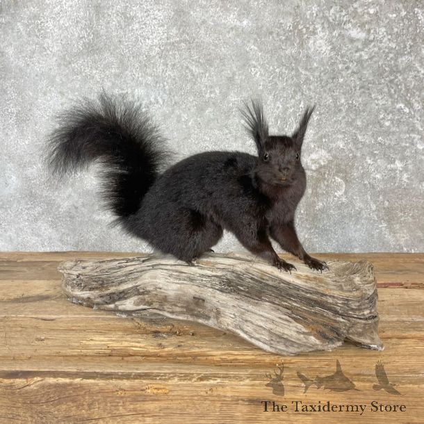 Black Abert's Squirrel Life-Size Mount For Sale #27113 @ The Taxidermy Store