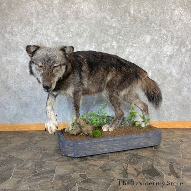 Black Alaskan Grey Wolf Life-Size Mount For Sale #21737 @ The Taxidermy Store