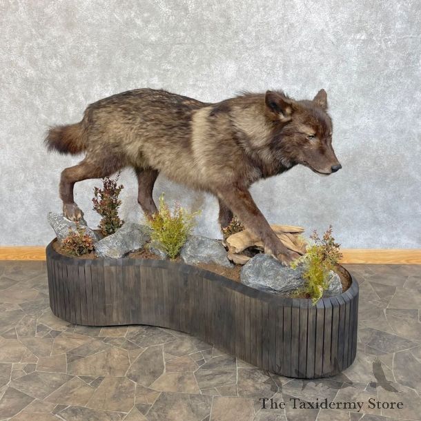 Black Alaskan Grey Wolf Life-Size Mount For Sale #24849 @ The Taxidermy Store