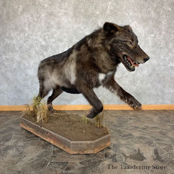 Black Alaskan Grey Wolf Mount For Sale #21738 @ The Taxidermy Store