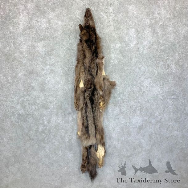 Black Alaskan Wolf Tanned Hide For Sale #22883 @ The Taxidermy Store