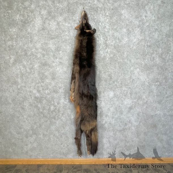 Black Alaskan Wolf Tanned Hide For Sale #25340 @ The Taxidermy Store
