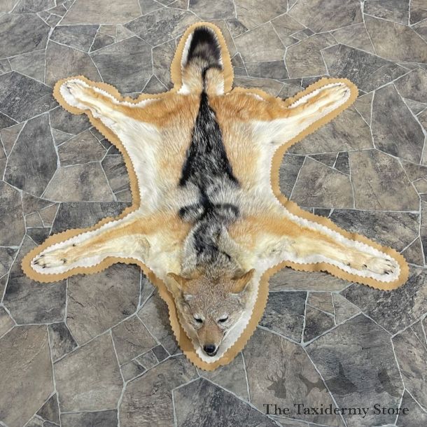 Black backed Jackal Full Size Rug For Sale #27906 @ The Taxidermy Store