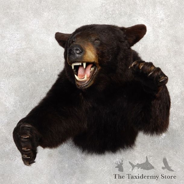Black Bear 1/2-Life-Size Mount For Sale #18775 @ The Taxidermy Store