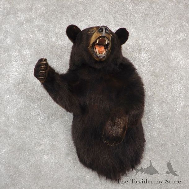 Black Bear 1/2-Life-Size Mount For Sale #18776 @ The Taxidermy Store