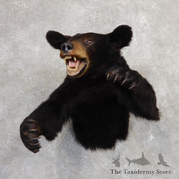 Black Bear 1/2-Life-Size Mount For Sale #19056 @ The Taxidermy Store