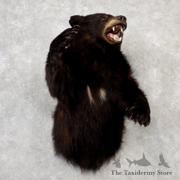 vBlack Bear 1/2-Life-Size Mount For Sale #19056 @ The Taxidermy Store