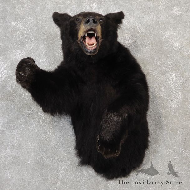 Black Bear 1/2-Life-Size Mount For Sale #19159 @ The Taxidermy Store