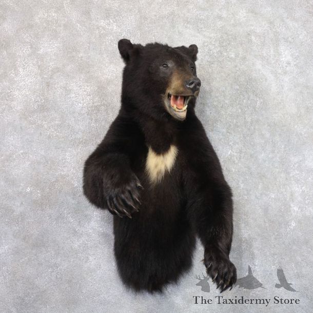 Black Bear 1/2-Life-Size Mount For Sale #22181 @ The Taxidermy Store