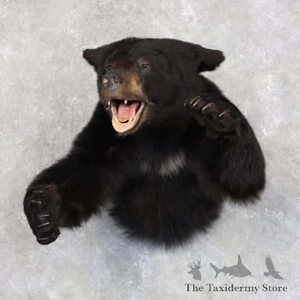 Black Bear 1/2-Life-Size Mount For Sale #22581 @ The Taxidermy Store
