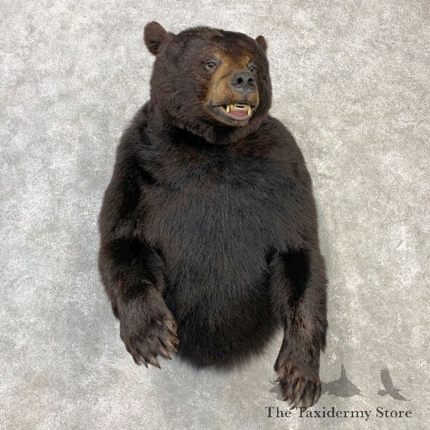 Black Bear 1/2-Life-Size Mount For Sale #23090 @ The Taxidermy Store