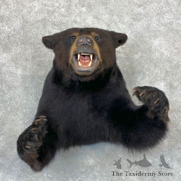 Black Bear 1/2-Life-Size Mount For Sale #23379 @ The Taxidermy Store