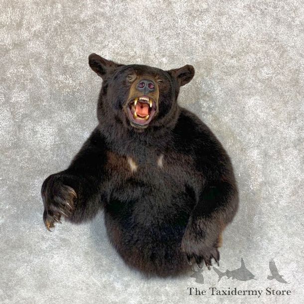 Black Bear 1/2-Life-Size Mount For Sale #23395 @ The Taxidermy Store