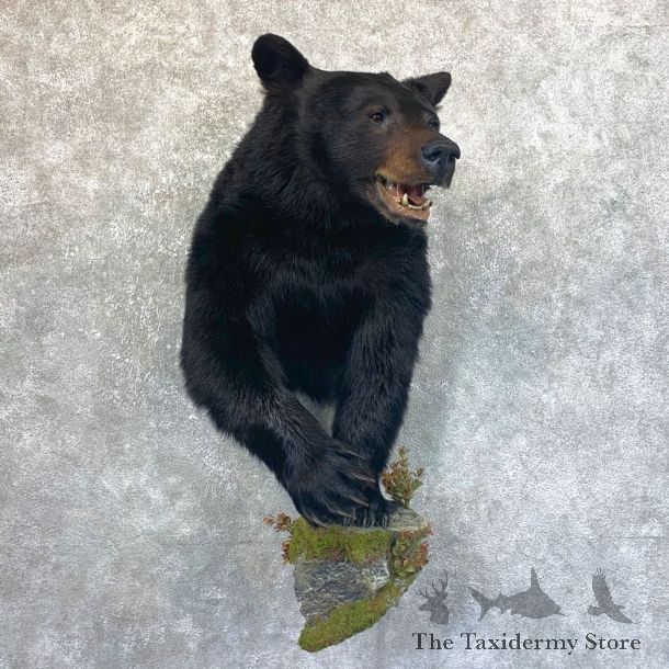 Black Bear 1/2-Life-Size Mount For Sale #23747 @ The Taxidermy Store