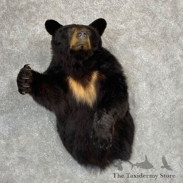 Black Bear 1/2-Life-Size Mount For Sale #24152 @ The Taxidermy Store