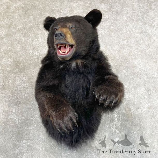 Black Bear 1/2-Life-Size Mount For Sale #24525 @ The Taxidermy Store