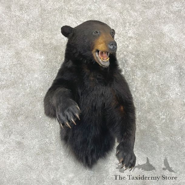 Black Bear 1/2-Life-Size Mount For Sale #24612 @ The Taxidermy Store