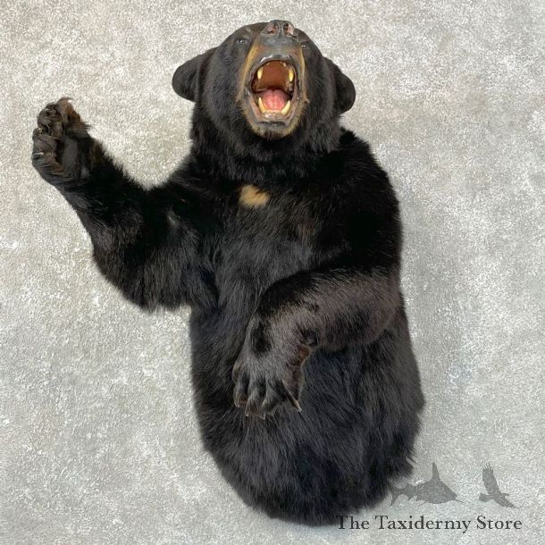Black Bear 1/2-Life-Size Mount For Sale #24641 @ The Taxidermy Store