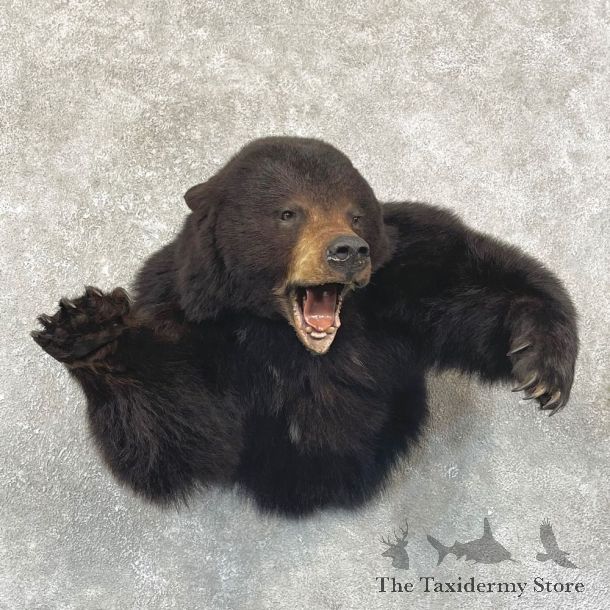 Black Bear 1/2-Life-Size Mount For Sale #24916 @ The Taxidermy Store