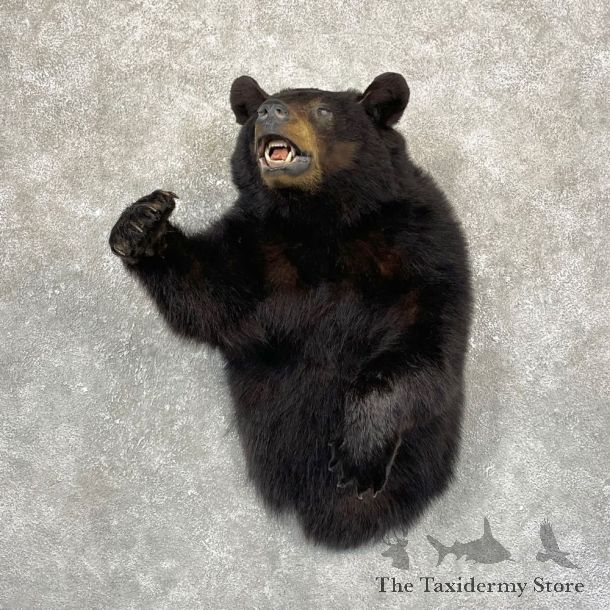 Black Bear 1/2-Life-Size Mount For Sale #24983 @ The Taxidermy Store