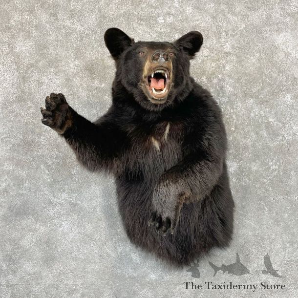 Black Bear 1/2-Life-Size Mount For Sale #26724 @ The Taxidermy Store