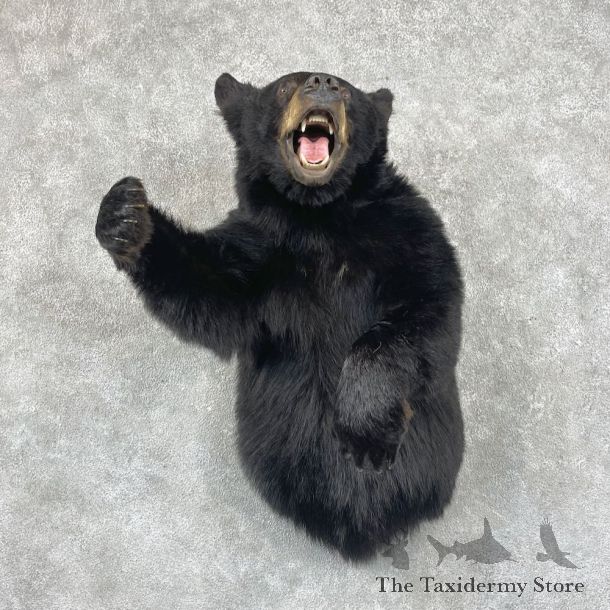 Black Bear 1/2-Life-Size Mount For Sale #26793 @ The Taxidermy Store