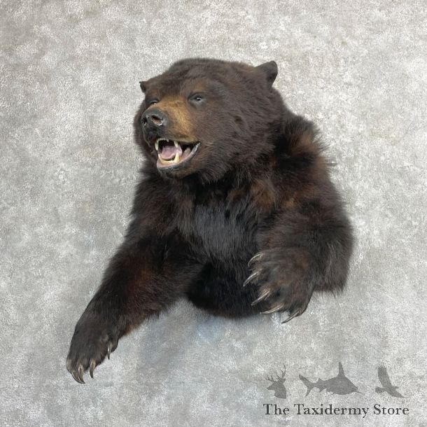 Black Bear 1/2-Life-Size Mount For Sale #27407 @ The Taxidermy Store