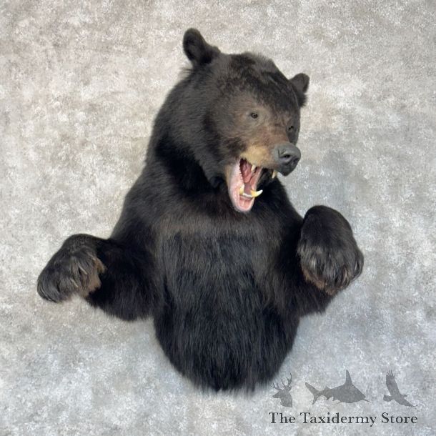 Black Bear 1/2-Life-Size Mount For Sale #28906 @ The Taxidermy Store