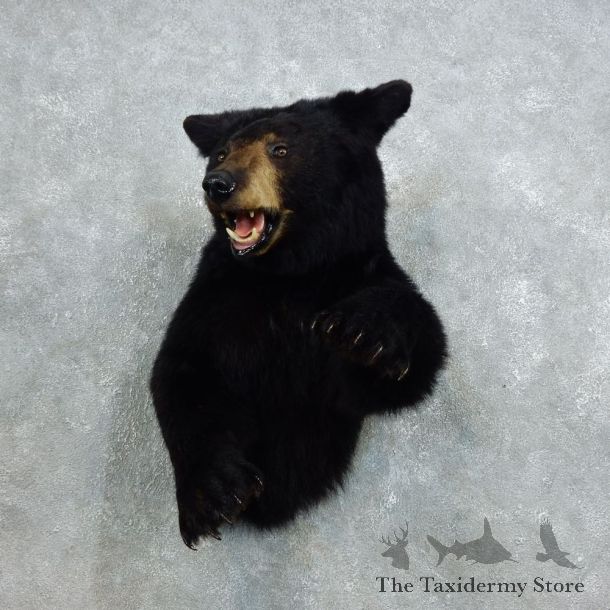 Black Bear 1/2-Life-Size Mount For Sale #18392 @ The Taxidermy Store