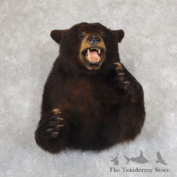 Black Bear 1/2-Life-Size Mount For Sale #19624 @ The Taxidermy Store