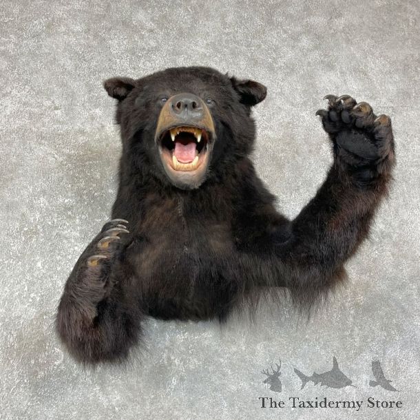 Black Bear 1/2-Life-Size Mount For Sale #25630 @ The Taxidermy Store