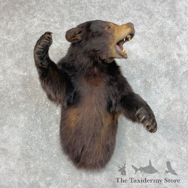 Black Bear 1/2-Life-Size Mount For Sale #25824 @ The Taxidermy Store