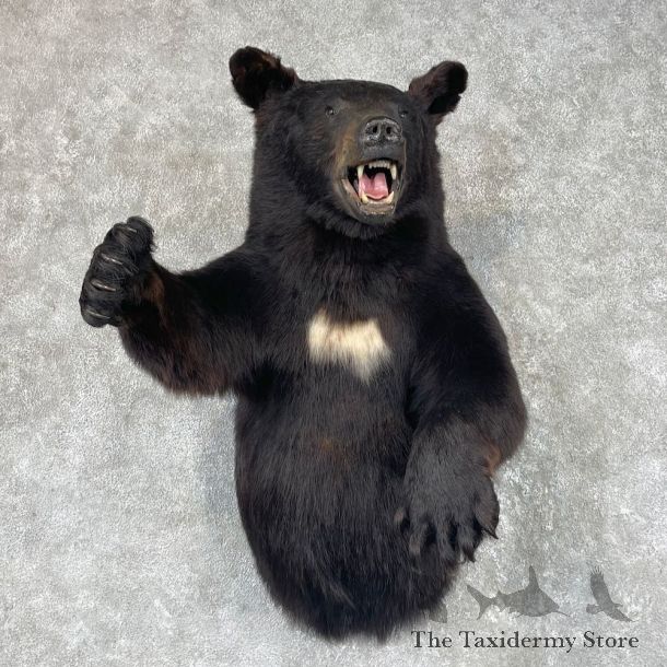 Black Bear 1/2-Life-Size Mount For Sale #26168 @ The Taxidermy Store