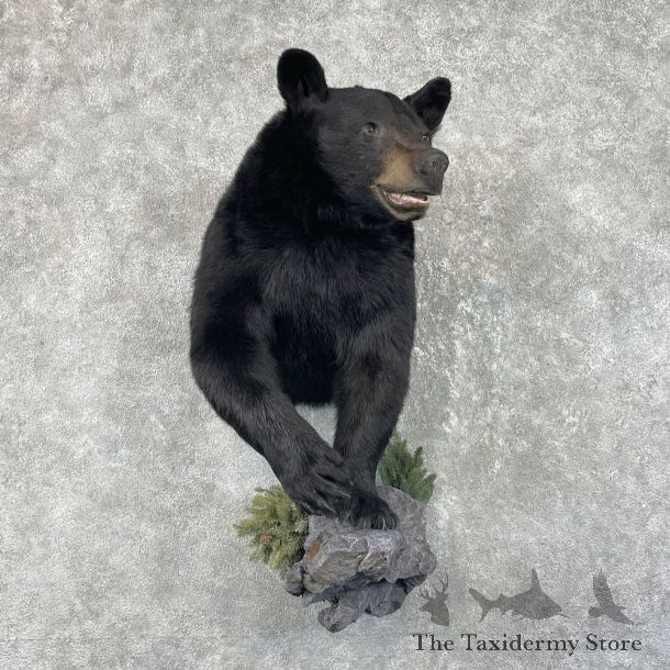 Black Bear Half-Life-Size Taxidermy Mount #26167 For Sale @ The Taxidermy Store