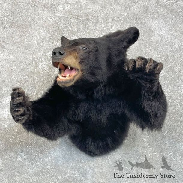 Black Bear 1/2 Life-Size Mount For Sale #28020 @ The Taxidermy Store