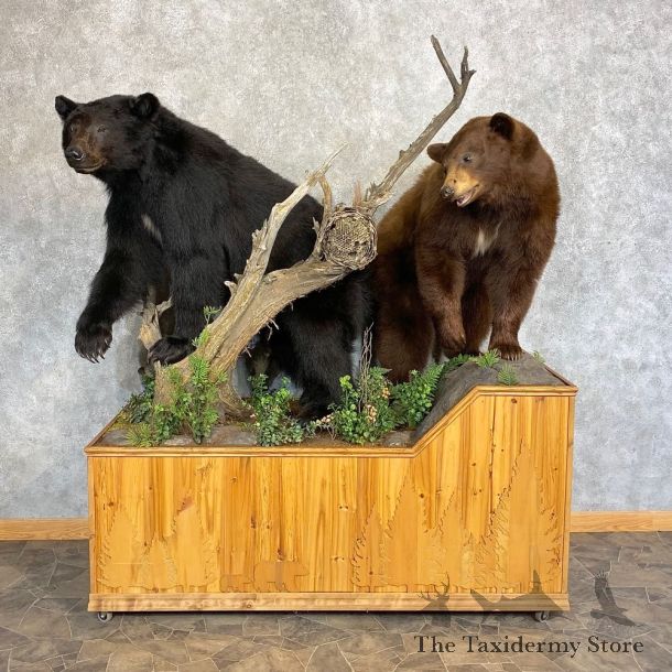 Black Bear And Cinnamon Black Bear Life-Size Mount For Sale #21386 @ The Taxidermy Store