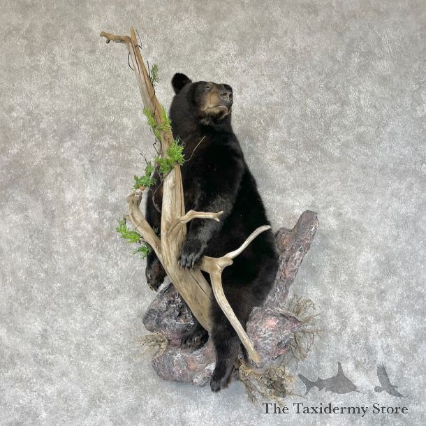 Black Bear Cub Life-Size Mount For Sale #28710 @ The Taxidermy Store