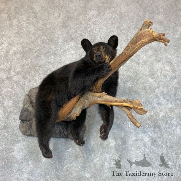 Chocolate Black Bear Cub Mount For Sale #22424 @ The Taxidermy Store