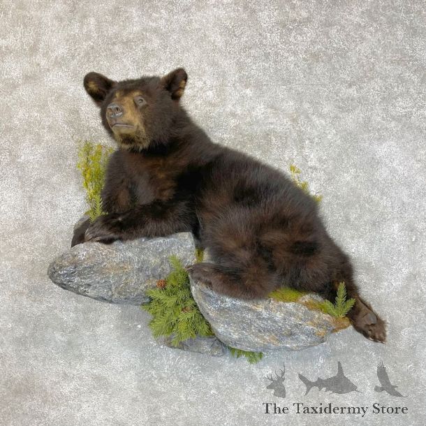 Black Bear Cub Taxidermy Mount For Sale #24195 @ The Taxidermy Store
