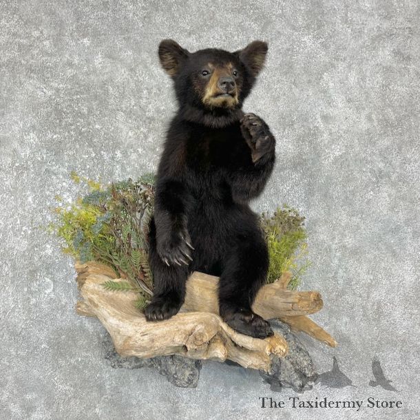 Black Bear Cub Taxidermy Mount For Sale #25580 @ The Taxidermy Store