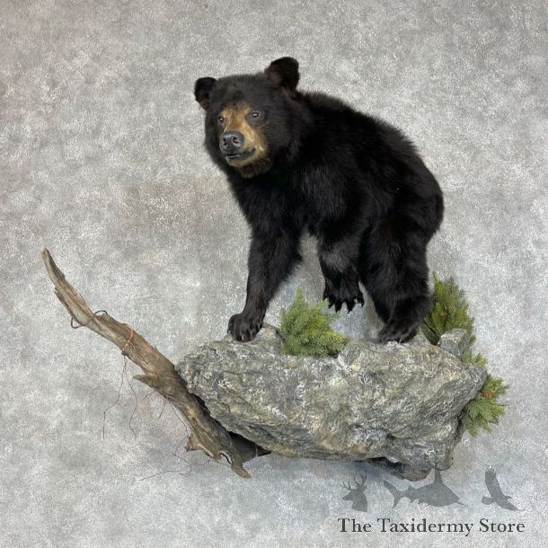 Black Bear Cub Taxidermy Mount For Sale #25620 @ The Taxidermy Store