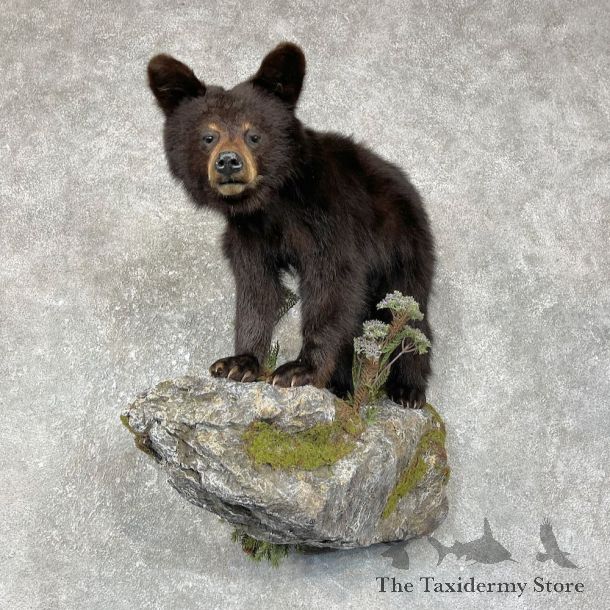 Black Bear Cub Taxidermy Mount For Sale #25623 @ The Taxidermy Store