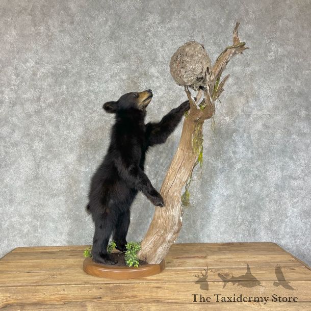 Black Bear Cub Taxidermy Mount For Sale #25652 @ The Taxidermy Store