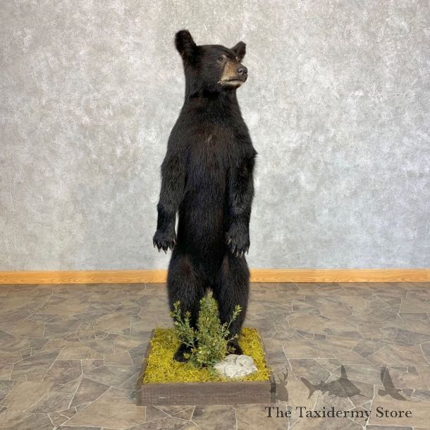 Black Bear Cub Taxidermy Mount #21351 For Sale @ The Taxidermy Store