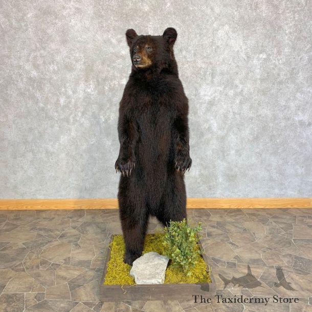 Black Bear Cub Taxidermy Mount #21352 For Sale @ The Taxidermy Store