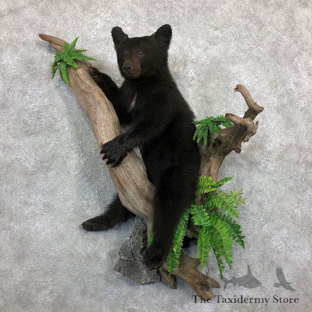 Black Bear Cub Taxidermy Mount For Sale #19499 For Sale @ The Taxidermy Store