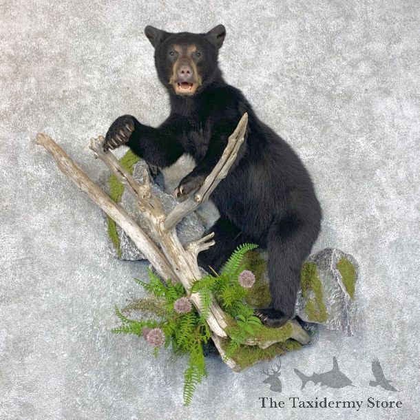 Black Bear Cub Taxidermy Mount For Sale #23866 @ The Taxidermy Store