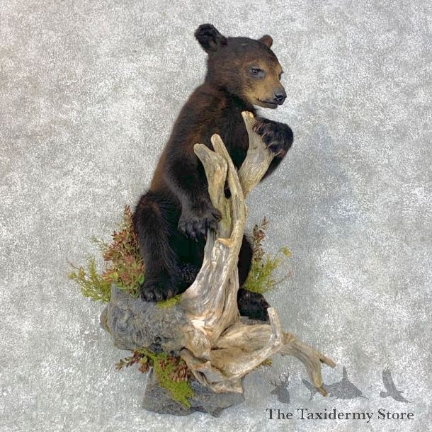 Black Bear Cub Taxidermy Mount For Sale #23987 @ The Taxidermy Store