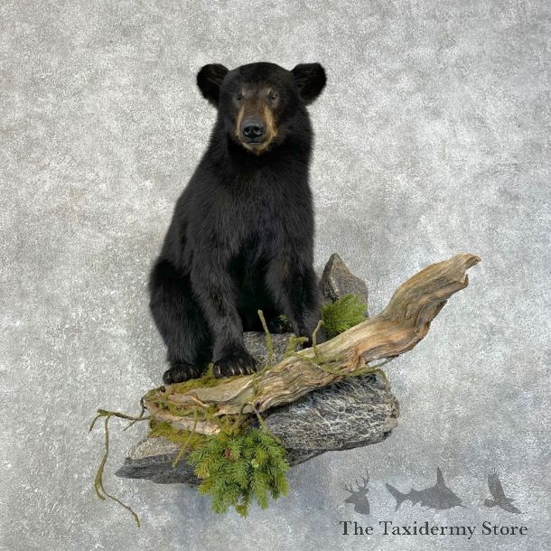 Black Bear Cub Taxidermy Mount For Sale #24632 @ The Taxidermy Store