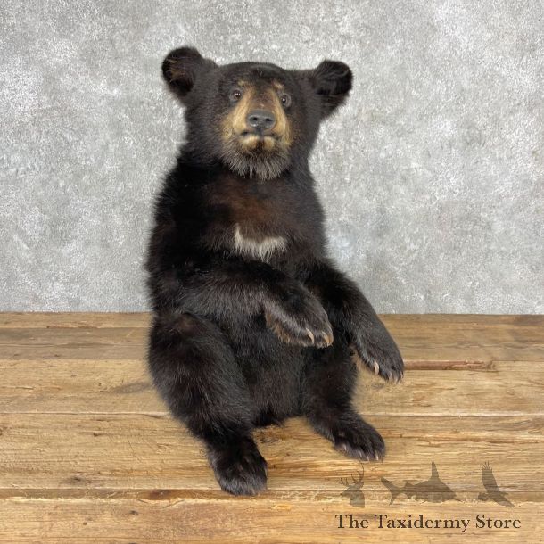 Black Bear Cub Taxidermy Mount For Sale #26969 @ The Taxidermy Store